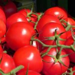 Urin - der vergessene Superdünger?